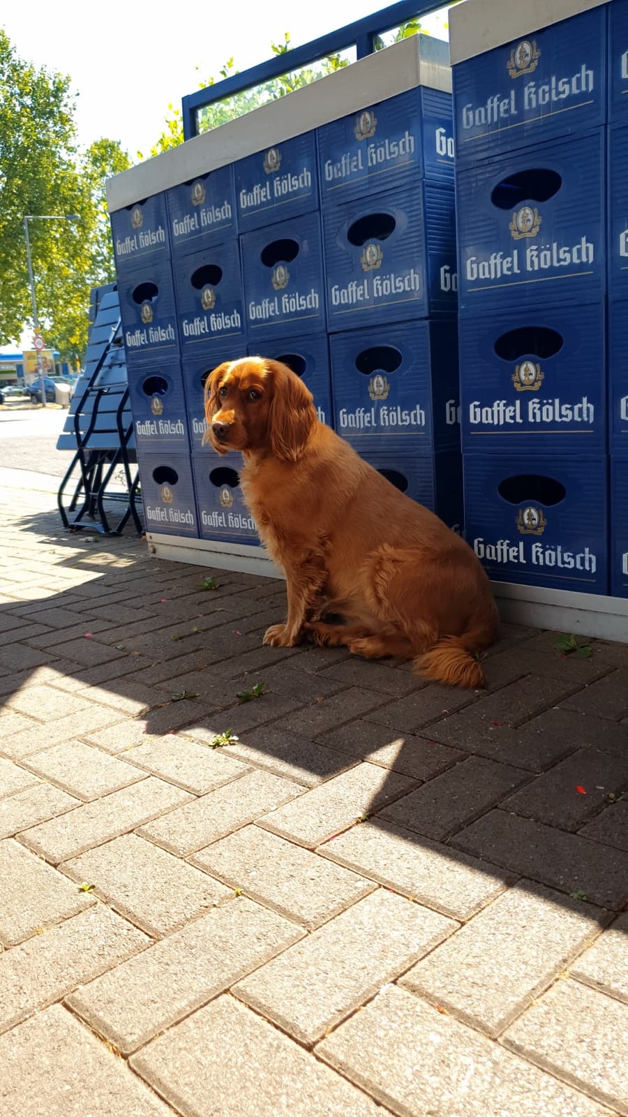 Hund vor Gaffel Kölsch Kästen